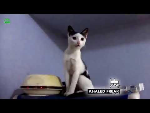 Cat Singing TITANIC My Heart Will Go On   AUTOTUNE REMIX By Khaled Freak