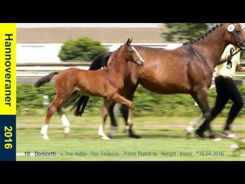 10   Donizetti   v  Don Index    Don Frederico   Prince Thatch xx   Hengst   braun   16 04 2016