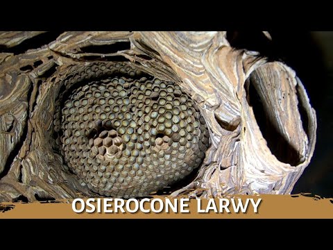 Osierocone larwy - usuwanie gniazda - likwidacja gniazda - gniazdo szerszeni - szerszenie