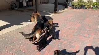 Belgian Shepherd Puppies Videos