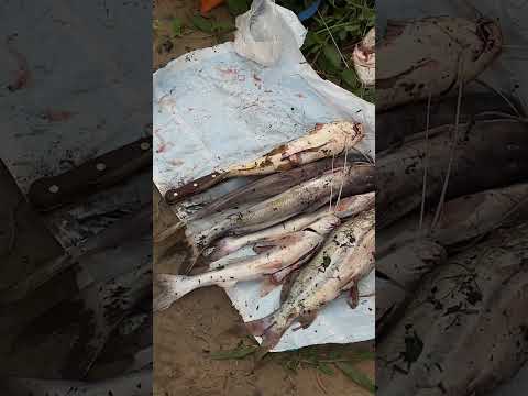 Villa Constitucion #fishing #viral #SantaFe ​⁠con @isaias_Gomez12