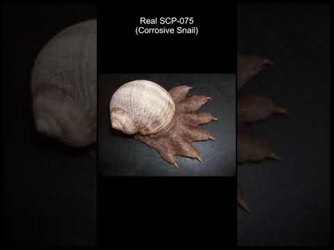 SCP-075 | Corrosive Snail (SCP Library)