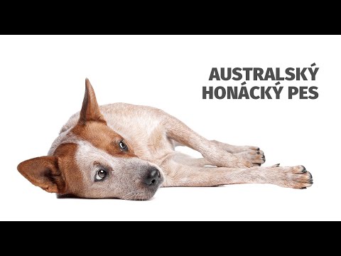 Australský honácký pes - Atlas plemen - Tlapka TV