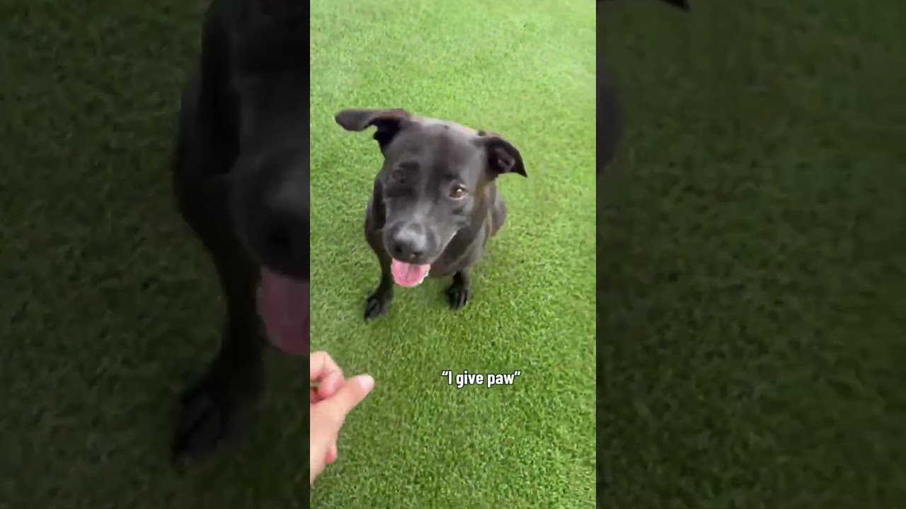 Enlarge GIGI, a Adoptable mixed breed in Kutztown, PA video 2/6