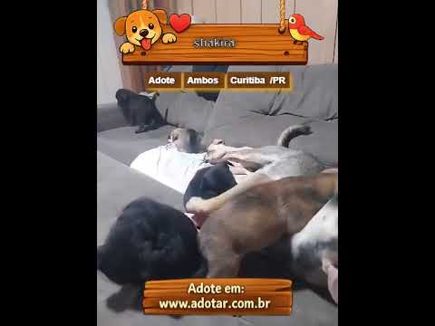 Vídeo de shakira