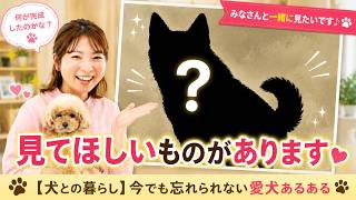 【犬との暮らし】今でも忘れられない愛犬あるある♪