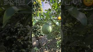 【デコポン】 不知火  鉢植えにしたいマサおじさん🤣 #デコポン #不知火 #果樹