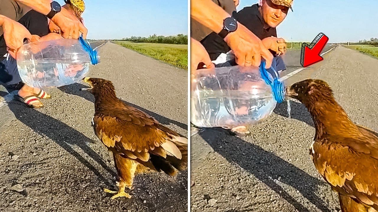 Animais Que Pediram Ajuda às Pessoas