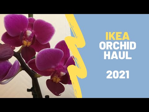 IKEA Mini Phalaenopsis Orchid Haul