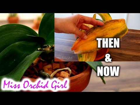 Orchids recovering - Then and Now #0.1 :P Video