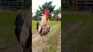 Download lagu ayam suara kluruk jago berkokok #ayam #birds #rooster #aseel mp3