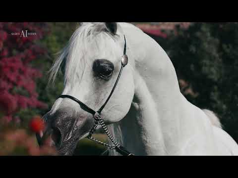 ⚜️ MURANAS JASSEHR ⚜️ ⁣(MAJOR x JANA EL BRI), 2007 Stallion ⁣