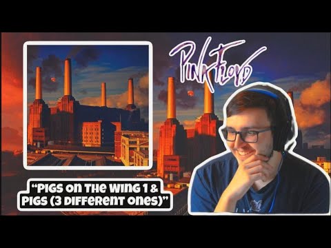 FIRST TIME HEARING "PIGS" - PINK FLOYD (REACTION)