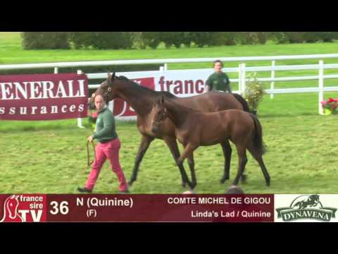 Show AQPS 2015 : lot 36 - N - F15 - Linda's Lad & Quinine