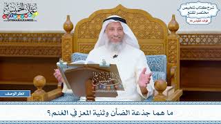 1839 - ما هما جذعة الضأن وثنية المعز في الغنم؟ - عثمان الخميس