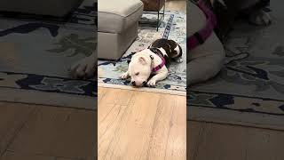 Video preview image #1 American Bulldog Puppy For Sale in Rockville, MD, USA