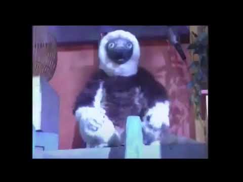 Zoboomafoo Scream SFX