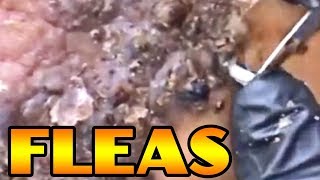 Cement the Floors - Stop the Fleas!  Volume Three