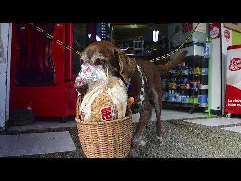 Video Thumbnail: Tierischer Corona-Held: Hund Eros liefert Lebensmittel aus