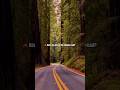Redwood National and State Parks | Avenue of the Giants 🌲 California