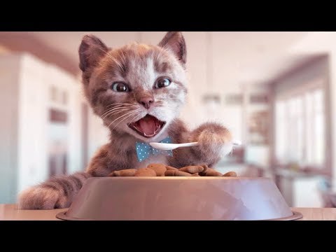 Gatinho Fofo vai à Escola - Desenhos Animados Divertidos