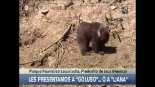 preview picture of video 'Nace un oso en el parque faunístico de la Cuniacha'