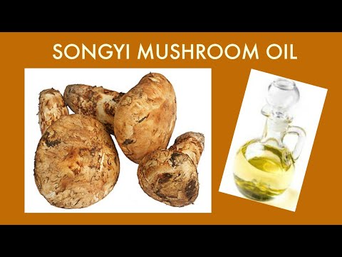 download lagu mp3 mp4 Mushroom Oil, download lagu Mushroom Oil gratis, unduh video klip Mushroom Oil