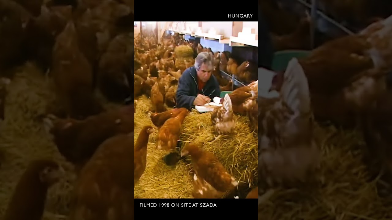 CHICKEN (Enhanced 4K)