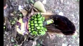 preview picture of video 'Pohon Pisang Ajaib (Keajaiban).mp4'