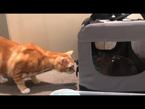 HOW TO INTRODUCE A KITTEN TO A CAT (Pizza meets Luna for the first time, cutest reactions!)