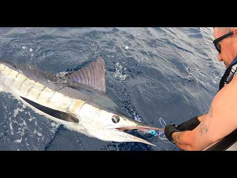 NSW South Coast Marlin Fishing is Heating Up in 2026!