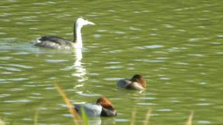 鳥、EKHの鳥動画（カンムリカイツブリ（冠鳰）１５１１２８０２）