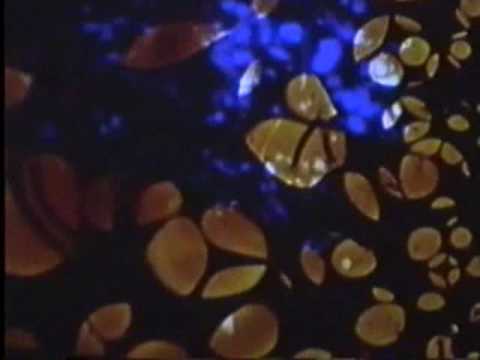 PSYCHEDELIC LIGHT SHOW UFO 1967: Soft Machine