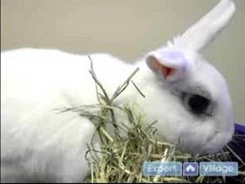 ペットのうさぎのケア .ペットのうさぎの病気のサイン (Pet Rabbit Care : Signs Your Pet Rabbit is Sick)