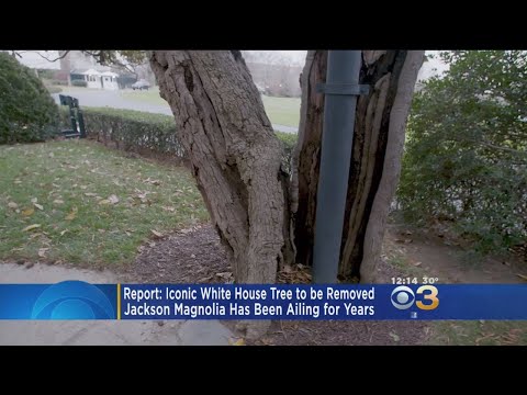 Report: Iconic White House Tree To Be Removed