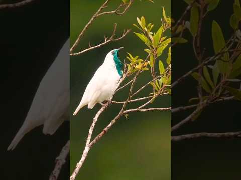 Bare-throated bellbird, #birds #nature #wildlife #shorts #short #viral  insta: Supreet sahoo