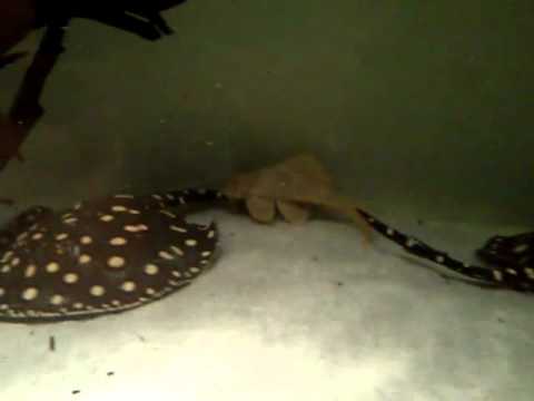 Henlei, Schroederi, L 14, Cichla