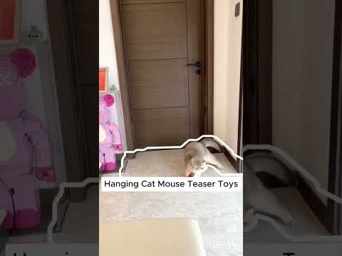 #cat #cute #mg ##catlover #MUNIR #gm