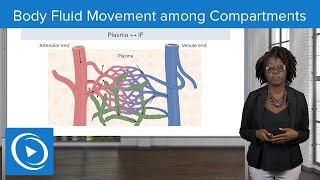 Body Fluid Movement among Compartments – Physiology | Lecturio Nursing