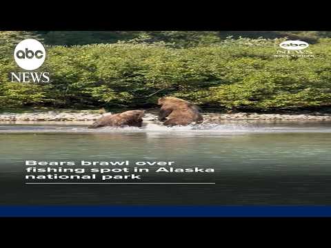 Bears brawl in Alaska