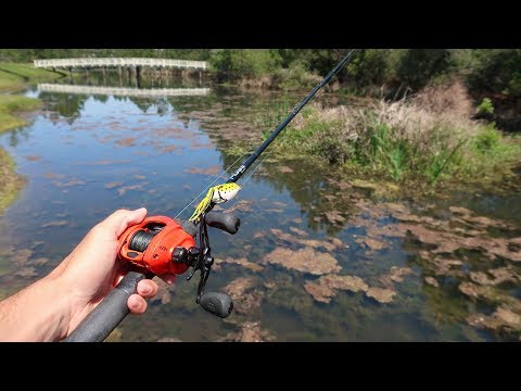 $1 WALMART FROG gets CRUSHED (HUGE Bass Fishing) Video