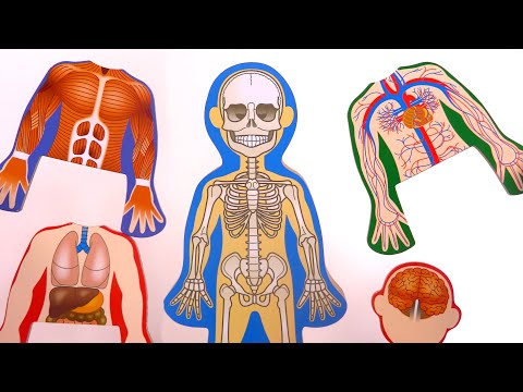 Apprendre le corps humain Anatomie Learn Body Parts