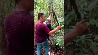 Download lagu BORNEO JUNGLE #shortsvideo #shorts #hutanbelantara #funny #nature #animals #jejakpetualang mp3 Download lagu BORNEO JUNGLE #shortsvideo #shorts #hutanbelantara #funny #nature #animals #jejakpetualang mp3