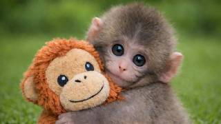 World's Cutest Baby Animal That You Can Own As Pet