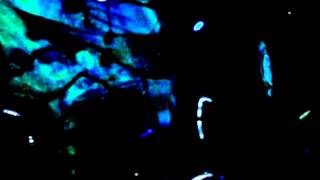 Whirr - "Mumble" - 09/07/14 Mango's Cafe - Houston, TX