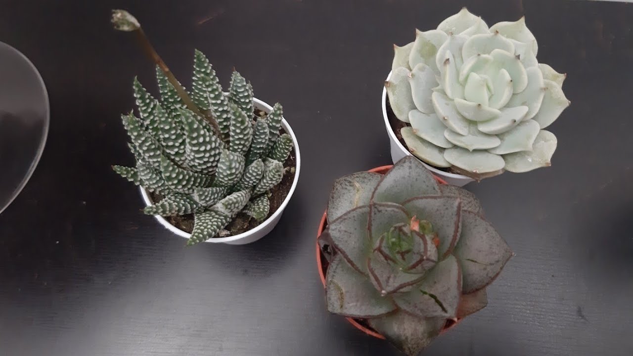 3 nuove piante grasse con nomi
