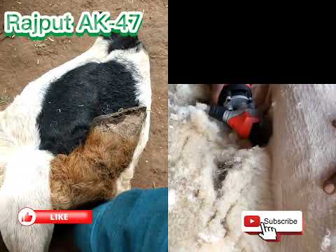 Amazing Modern Automatic Sheep Farming Technology - Fastest Shearing, Cleaning and Milking Machines