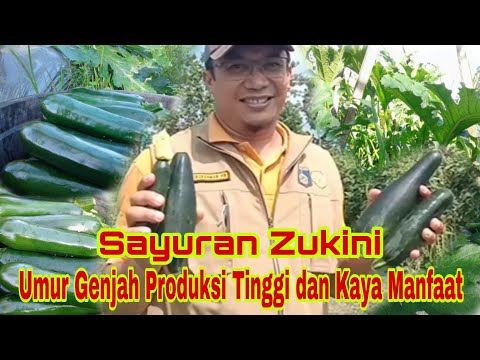 , title : 'Mengenal Tanaman Zukini (Zucchini) Sayuran Bernilai Ekonomis dan Kaya Manfaat Untuk Kesehatan'