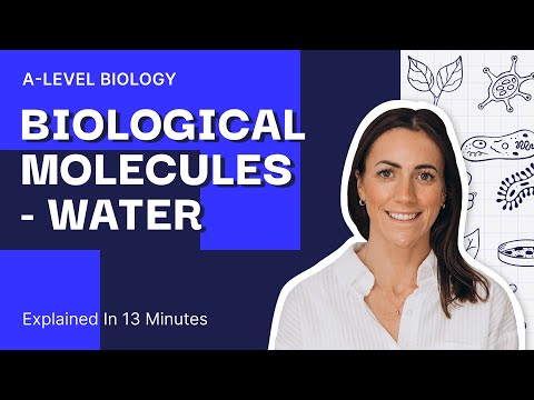 Everything You Need To Know About Biological Molecules - Water | AQA A-Level Biology