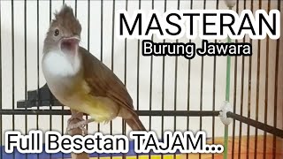 Download lagu masteran cucak jenggot gacor full mbeset kasar mp3 Download lagu masteran cucak jenggot gacor full mbeset kasar mp3